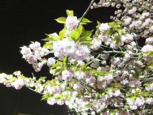 Cherry Blossoms in the Osaka Mint 