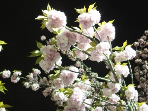 Cherry Blossoms in the Osaka Mint 
